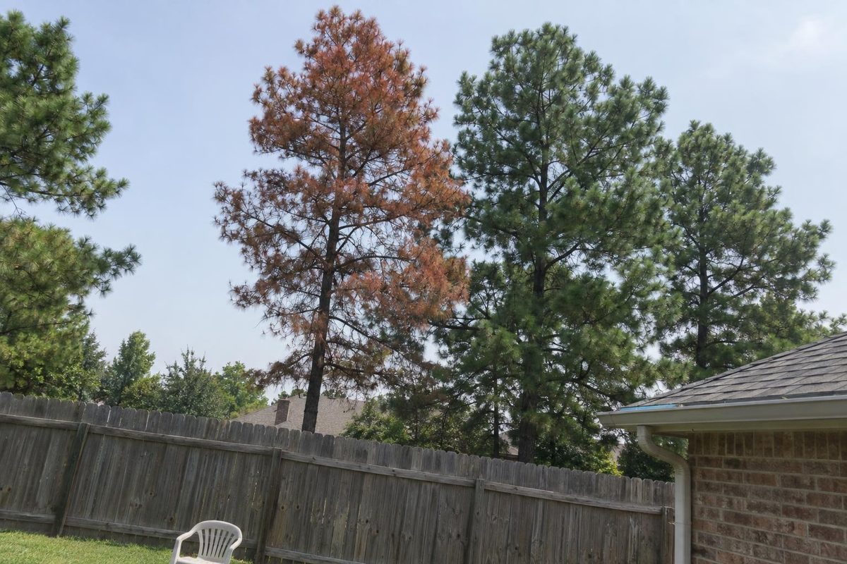 One tall pine with a rust-brown crown standing among green pines behind a wooden fence