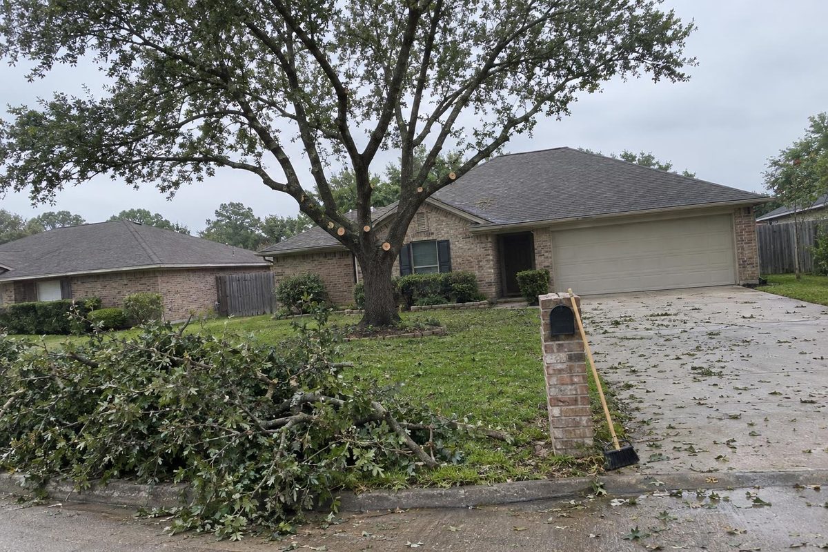 A live oak with its crown freshly thinned, clean pruning cuts visible, cut branches stacked at the curb